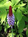 Primula vialii