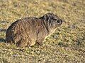 A cape hyrax