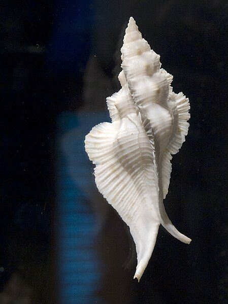 File:Pterynotus pinnatus shell.jpg