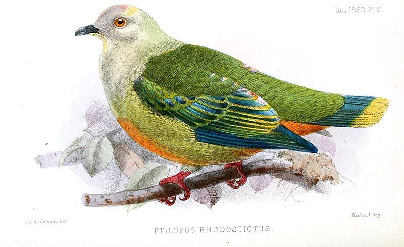 File:PtilopusRhodostictusKeulemans.jpg