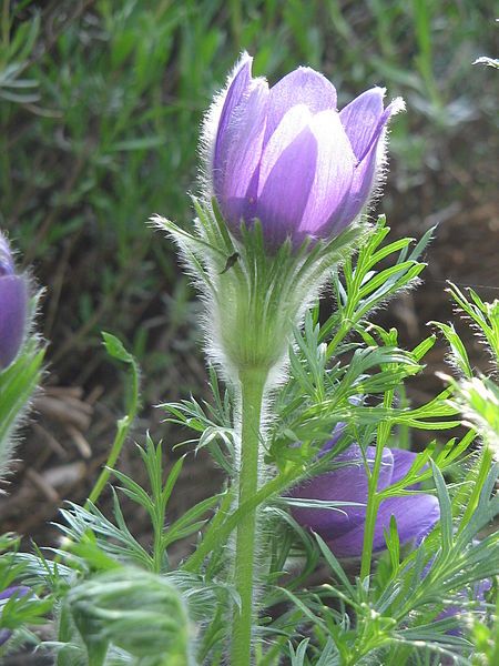 File:Pulsatilla vulgaris003.jpg