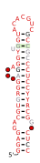 RAGATH-31 Secondary structure taken from the Rfam database. Family RF03101
