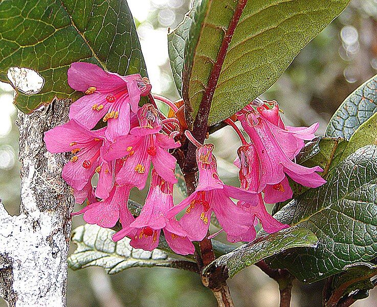 File:Rhododendron rugosum (14008539012).jpg