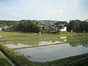 Spring rice paddy