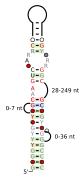 A consensus secondary structure and primary sequence for the right-angle RNA motif.