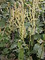 Rumex alpestris