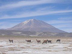 Llamas in the Salar