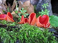 Sarcoscypha coccinea