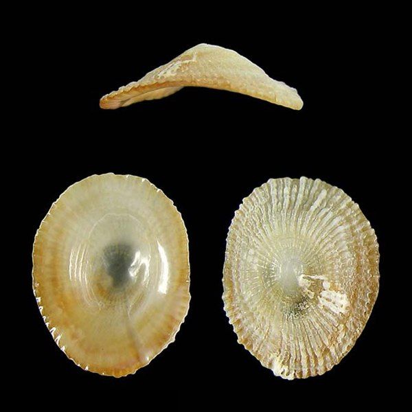 File:Shell Trimusculus escondidus.jpg