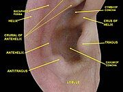 External ear. Right auricle.Lateral view.