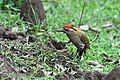 male feeding on termites at Nagarhole National Park in Karnataka