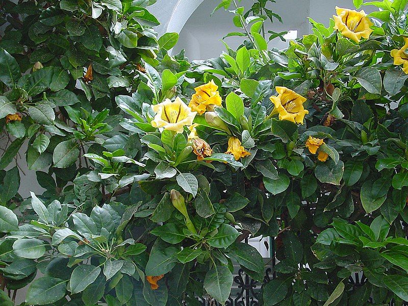 File:Solandra maxima A.jpg