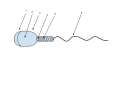 Test image by Mr. Packard. Diagram of a generalized mammal sperm cell.1. Acrosome 2. Nucleus 3. Head 4. Centriole 5. Mitochondria in the Midpiece 6. Tail/Flagela