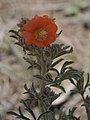 Scarlet globemallow