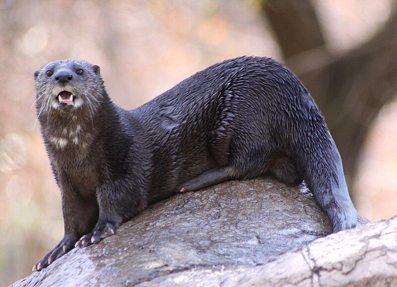 File:Spotted-necked otter 1.jpg