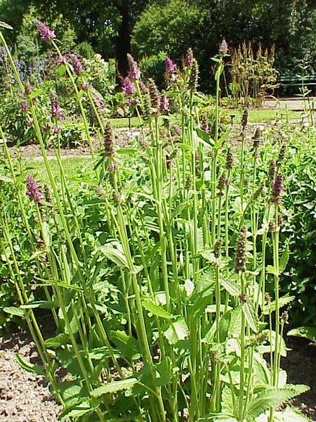 File:Stachys sieboldii1.jpg