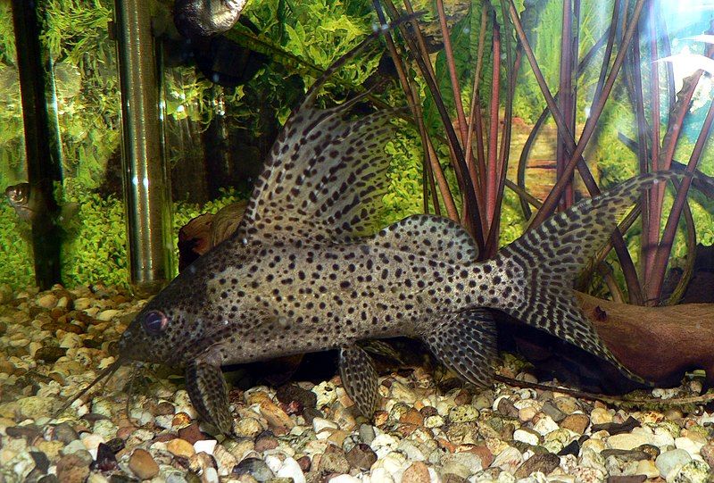 File:Synodontis Eupterus 3.JPG