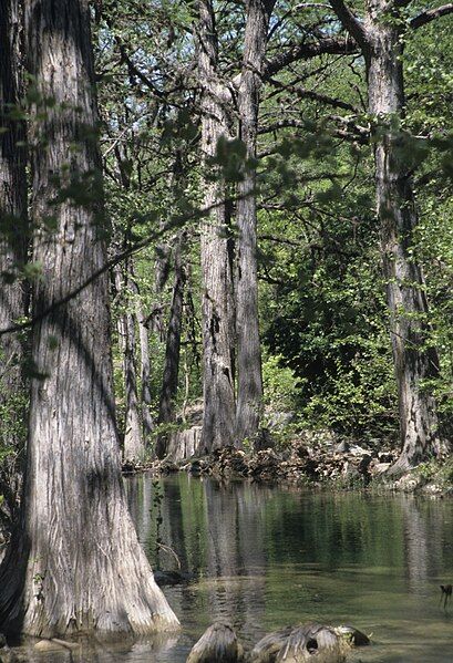 File:Taxodium distichum.jpg