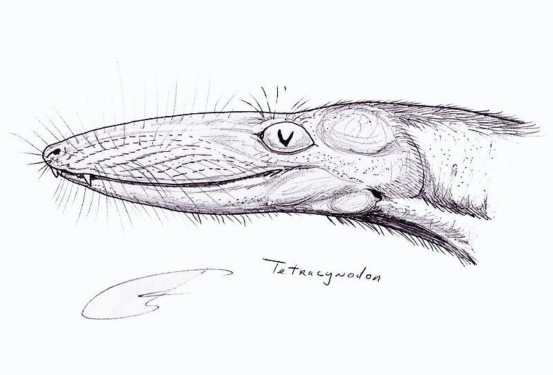 File:Tetracynodon1.jpg