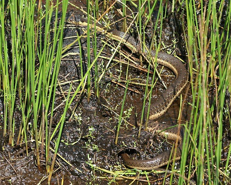 File:Thamnophis hammondii.jpg