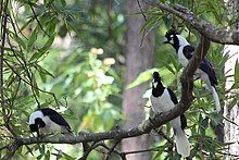 Three tufted jays on a branch