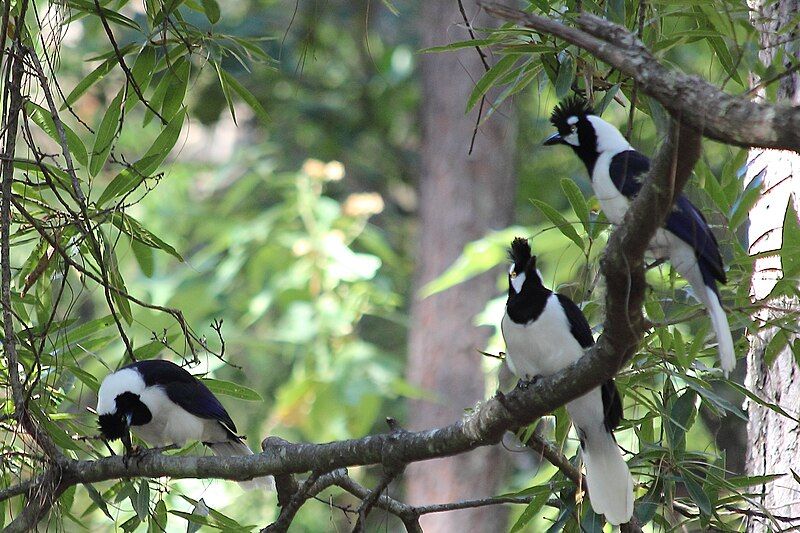 File:Tufted jay flock.jpg