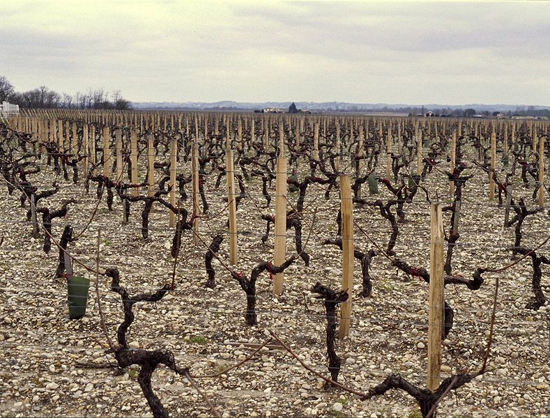 File:Vignes Moulis.jpg