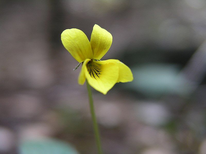 File:Viola sheltonii.jpg