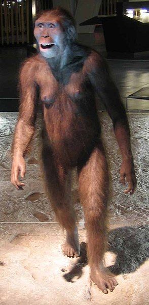 File:A.afarensis-mirror.jpg