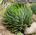 Aloe polyphylla