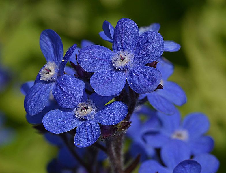 File:Anchusa azurea Closeup.JPG