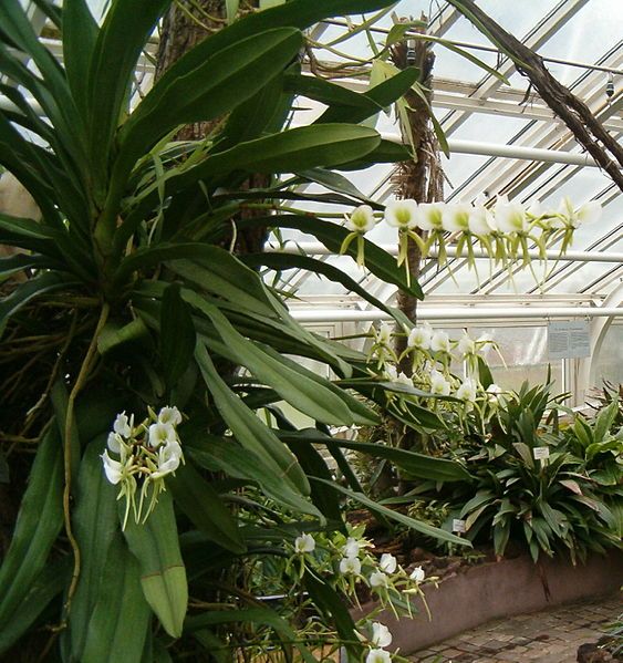 File:Angraecum eburneum BotGardBln271207A.jpg