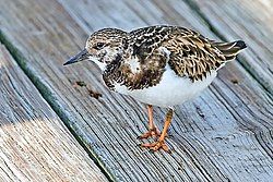 Ruddy turnstone