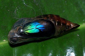 Chrysalis