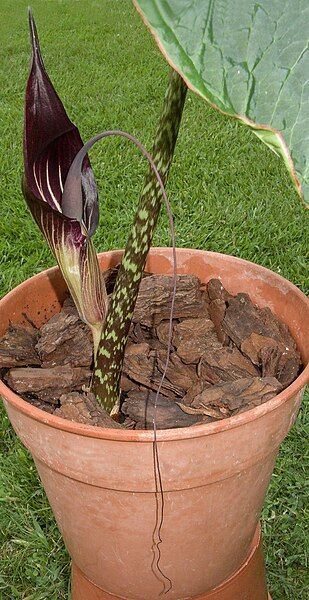 File:Arisaema speciosum 200614-03.jpg