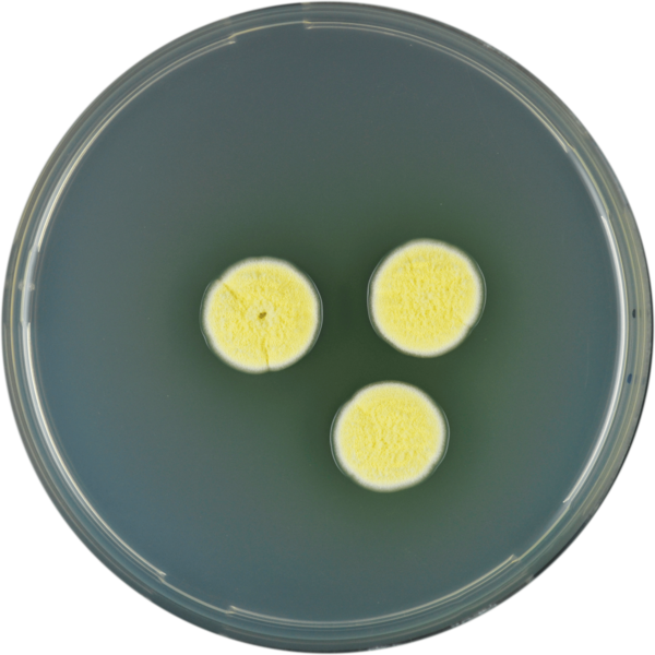 File:Aspergillus campestris cya.png