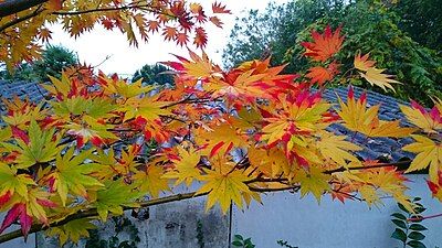 Japanese maple (Acer palmatum)