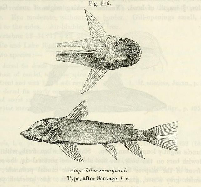 File:Atopochilus savorgnani.jpg