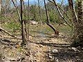 Photo of a Vizsla near Barton Creek, Texas