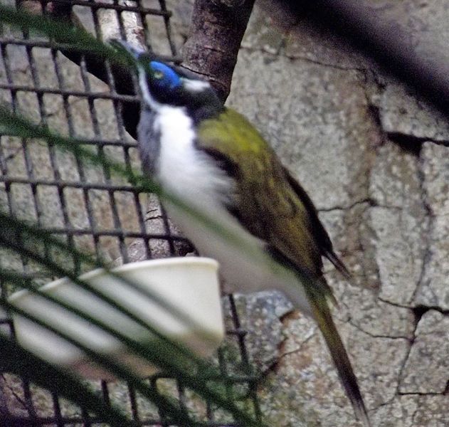 File:Blue faced honeyeater.JPG