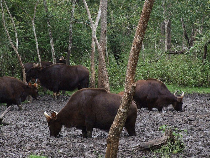 File:Bos gaurus.jpg