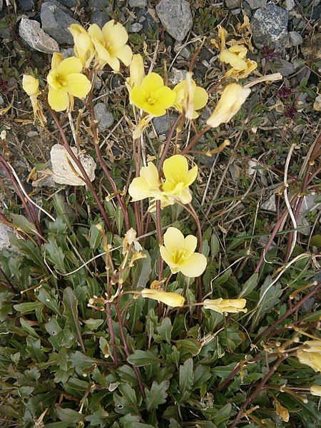 File:Brassica repanda 002.JPG