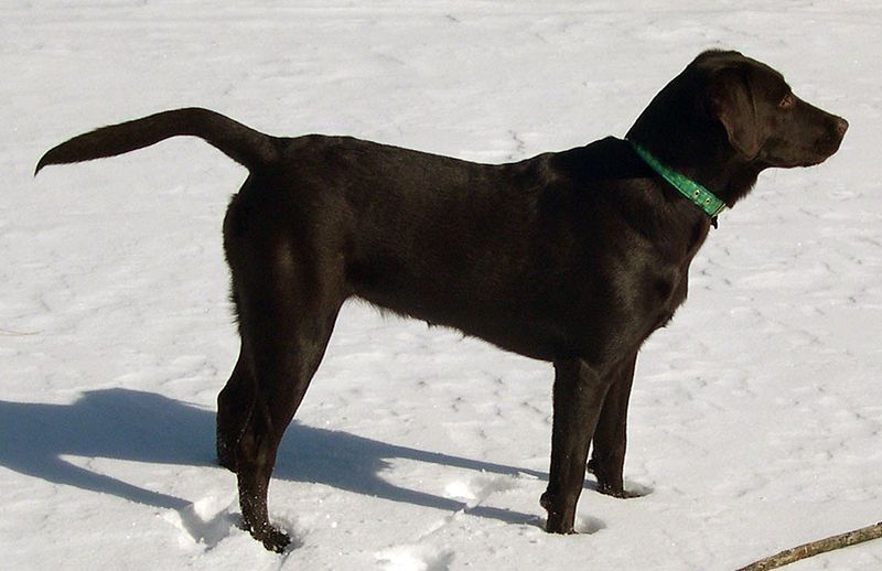 File:Brown labrador.jpg