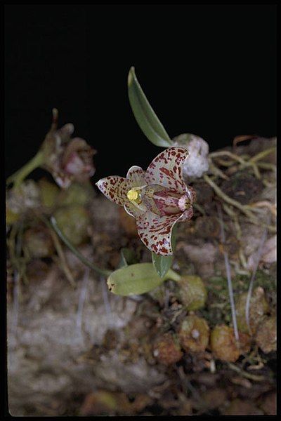 File:Bulbophyllum weinthalii.jpg