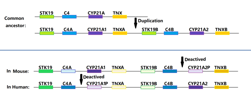 File:CYP21Aevolution.png