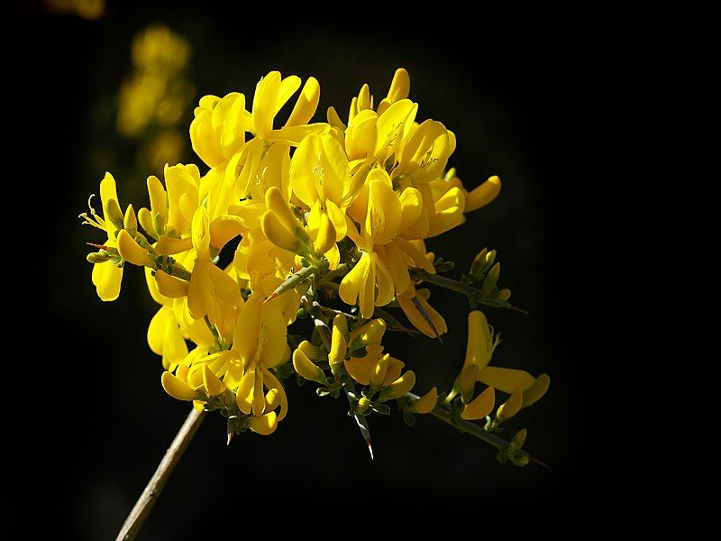 File:Calicotome spinosa (flowers).jpg