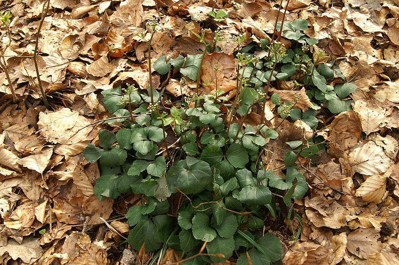 File:Cardamine trifolia PID1516-2.jpg