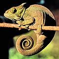 Chameleon in Madagascar