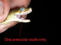 Chart 4 - One preocular scale only