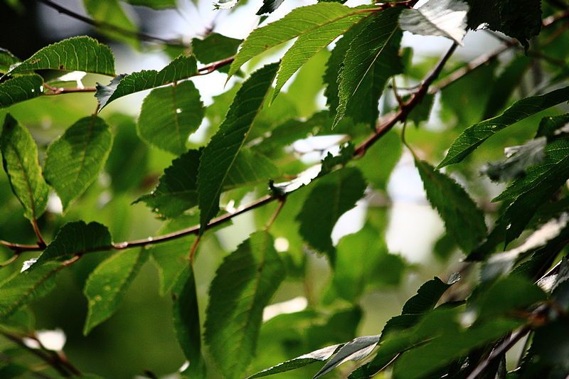 File:Cherry leaves (15081461492).jpg